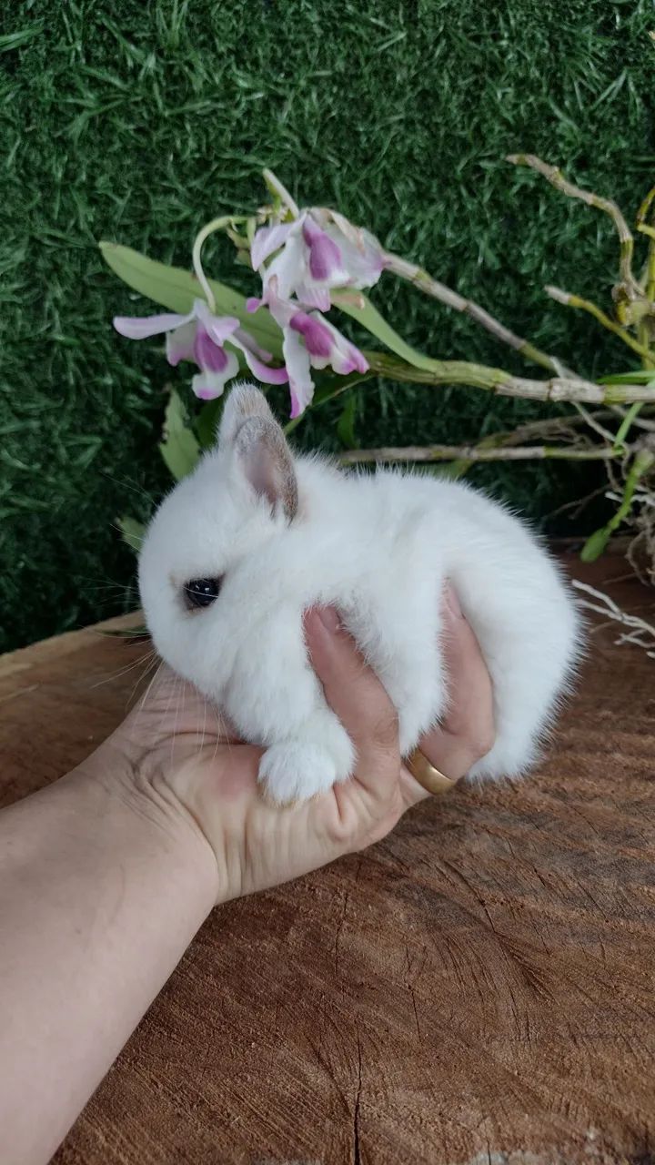 Netherland dwarf linhagem importada  - Foto 2