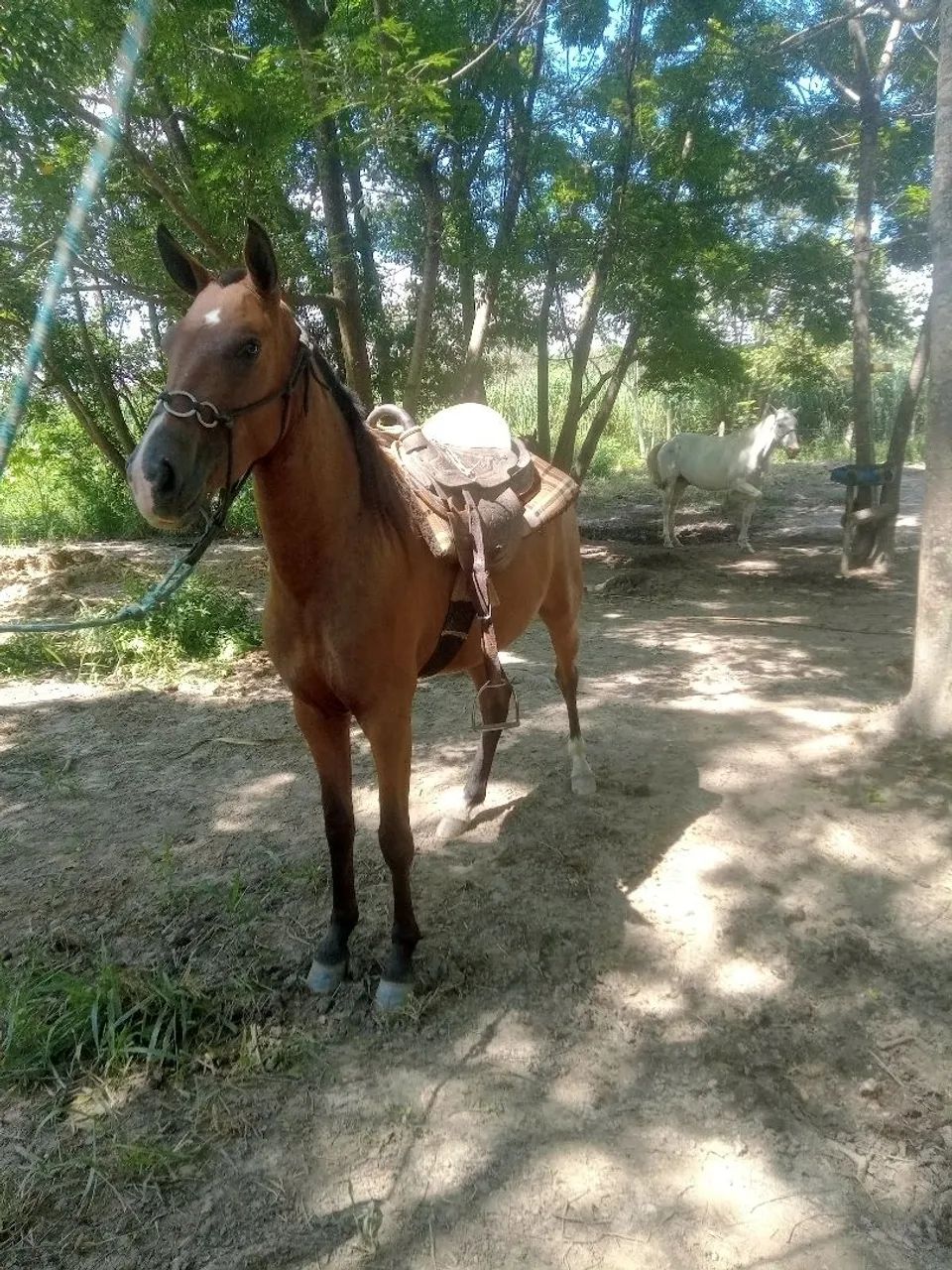 Égua mineira  - Foto 2