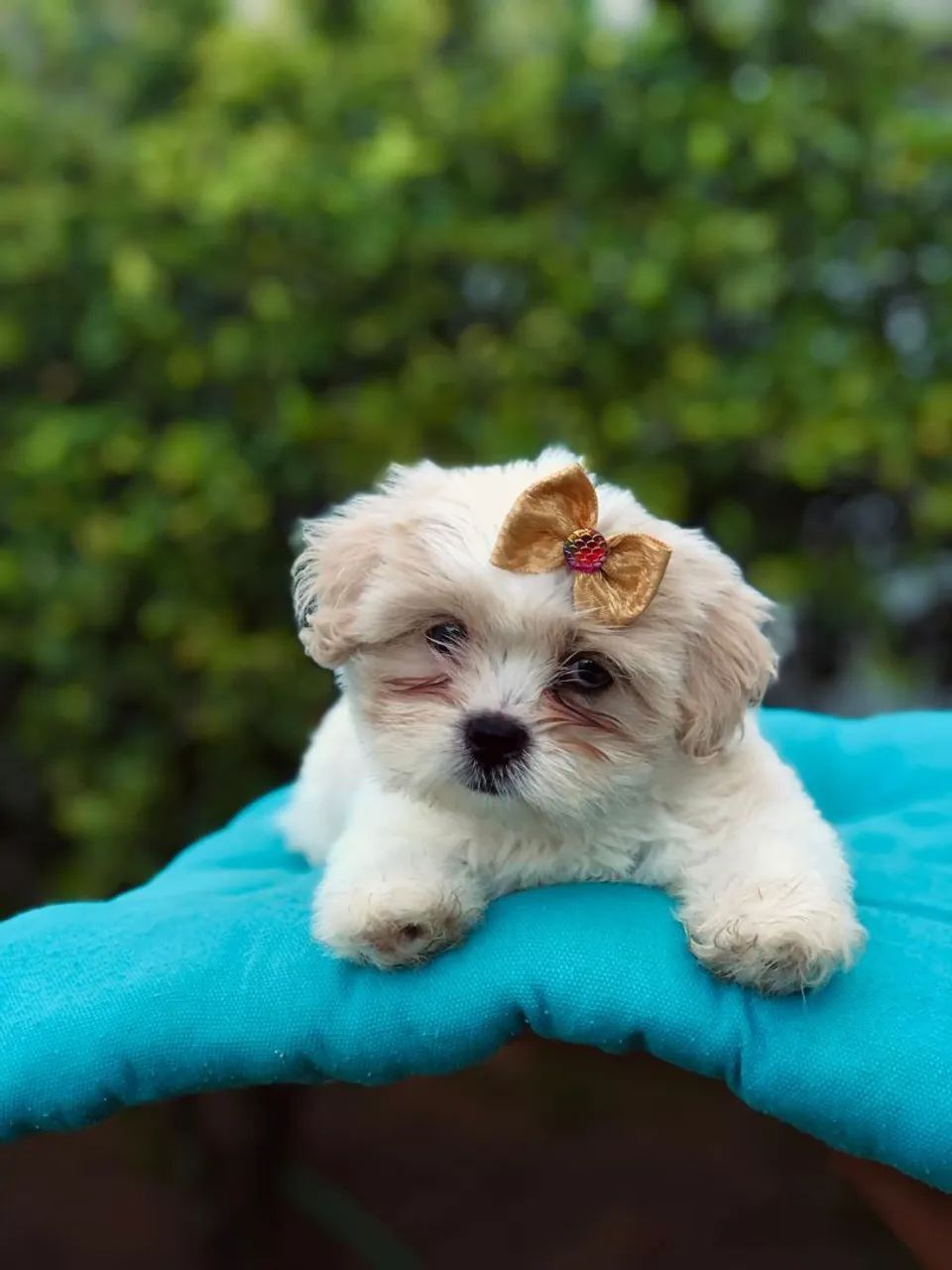 Filhote LHASA APSO - Foto 2
