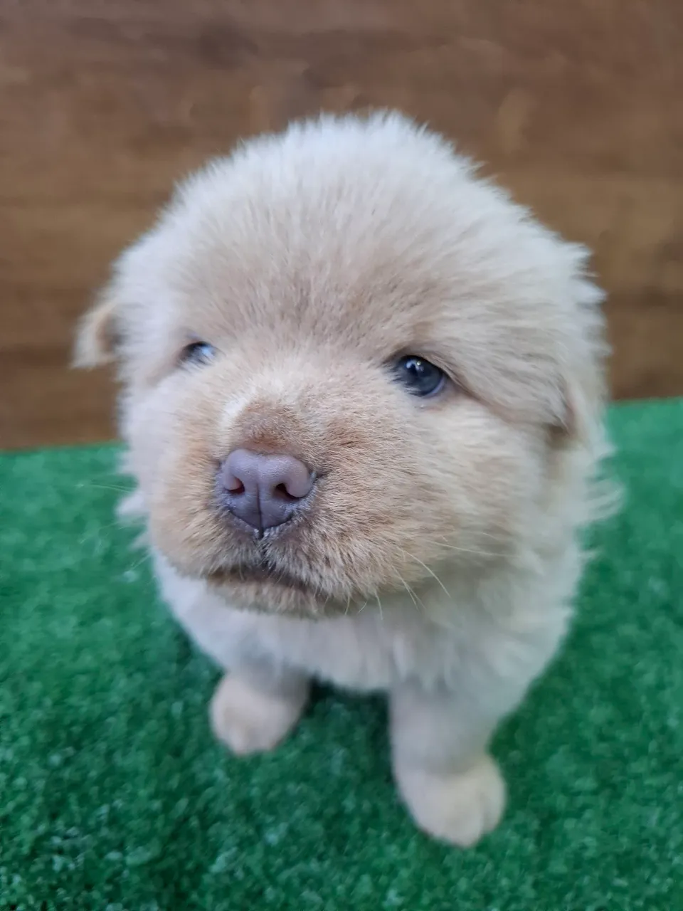 Filhote Chow Chow - Fofo e Charmoso