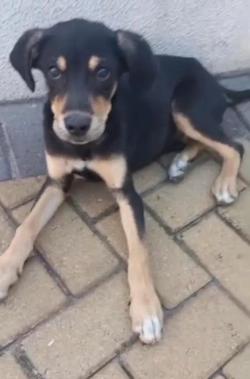 Filhote de cachorro abandonado para adoção - Foto 3
