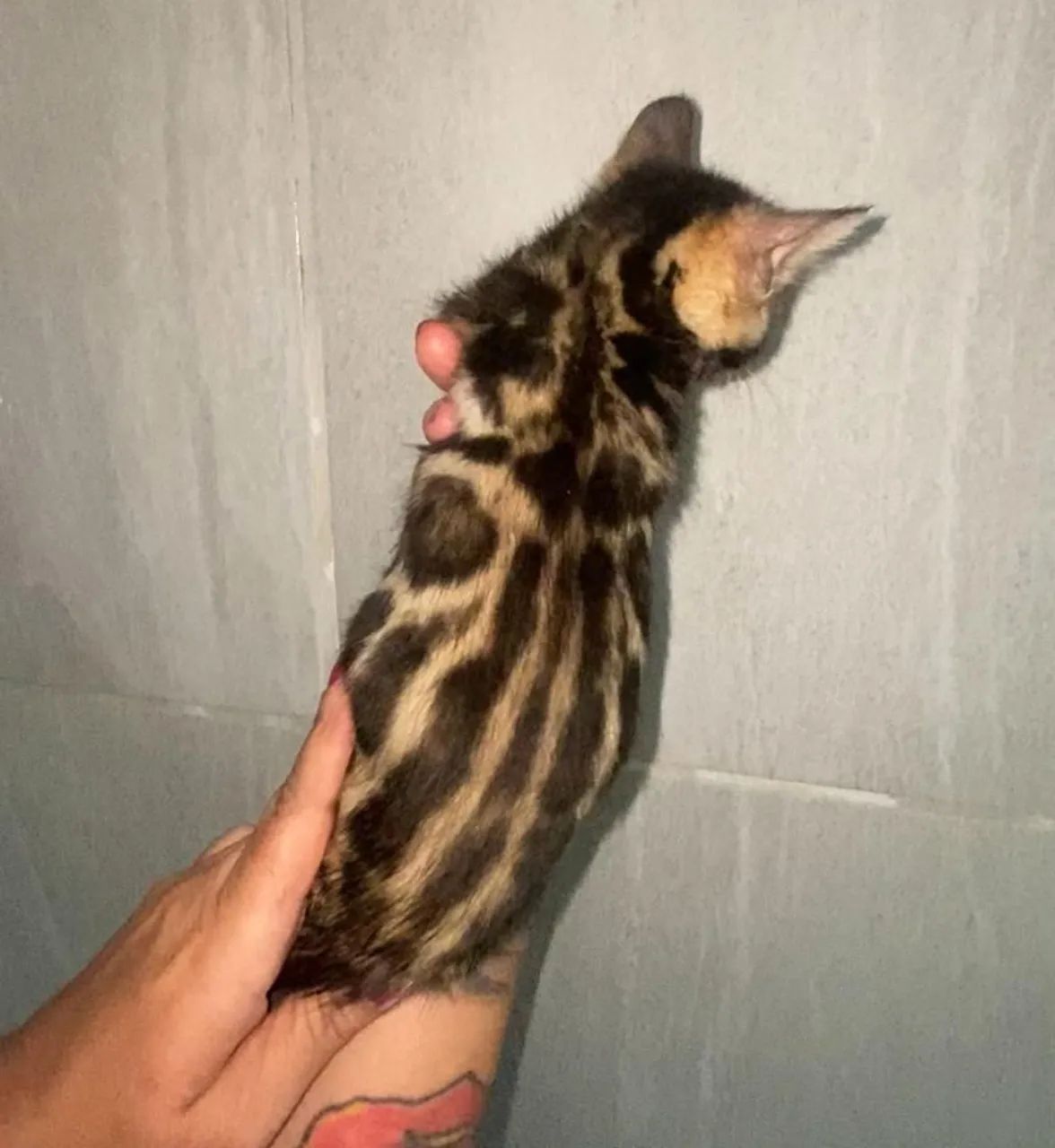 Filhotes de gato Bengal64293081283715124