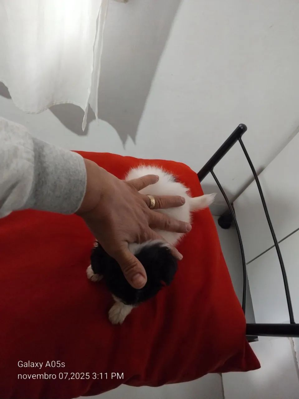 Lindo filhote de lhasa mini filho único machinho  - Foto 2