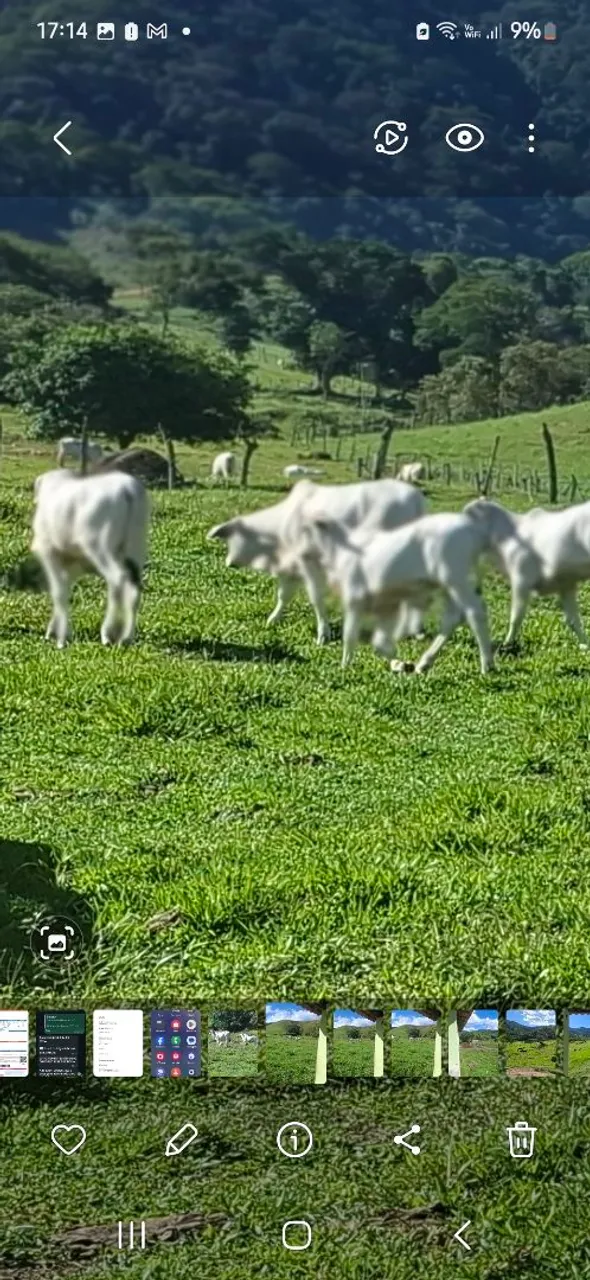 Bezerros tabapua X nelore para venda