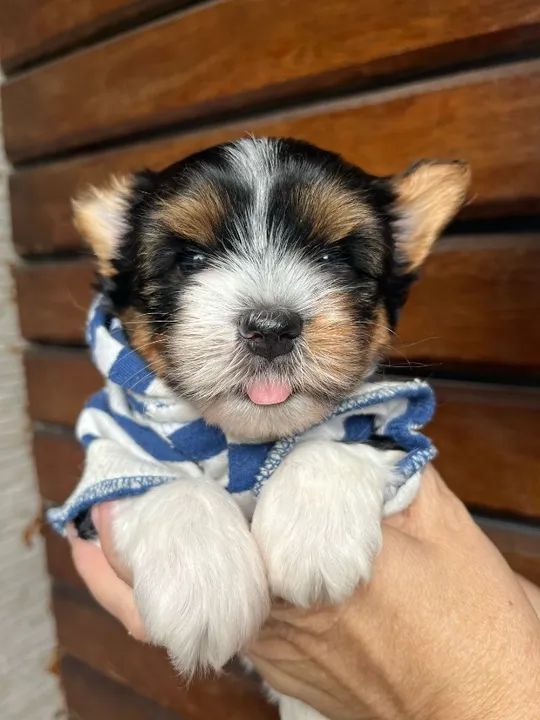 York Colorido Pequeno - Tricolor, dócil e extremamente fiel!