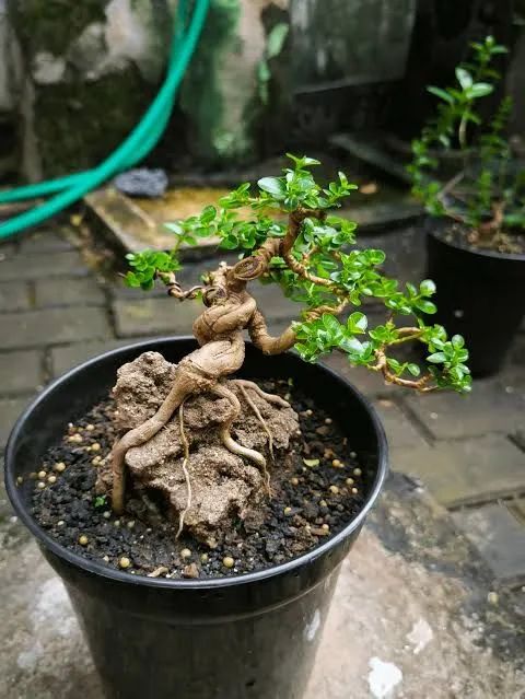 Mudas para Bonsai de diversas espécies - Foto 3
