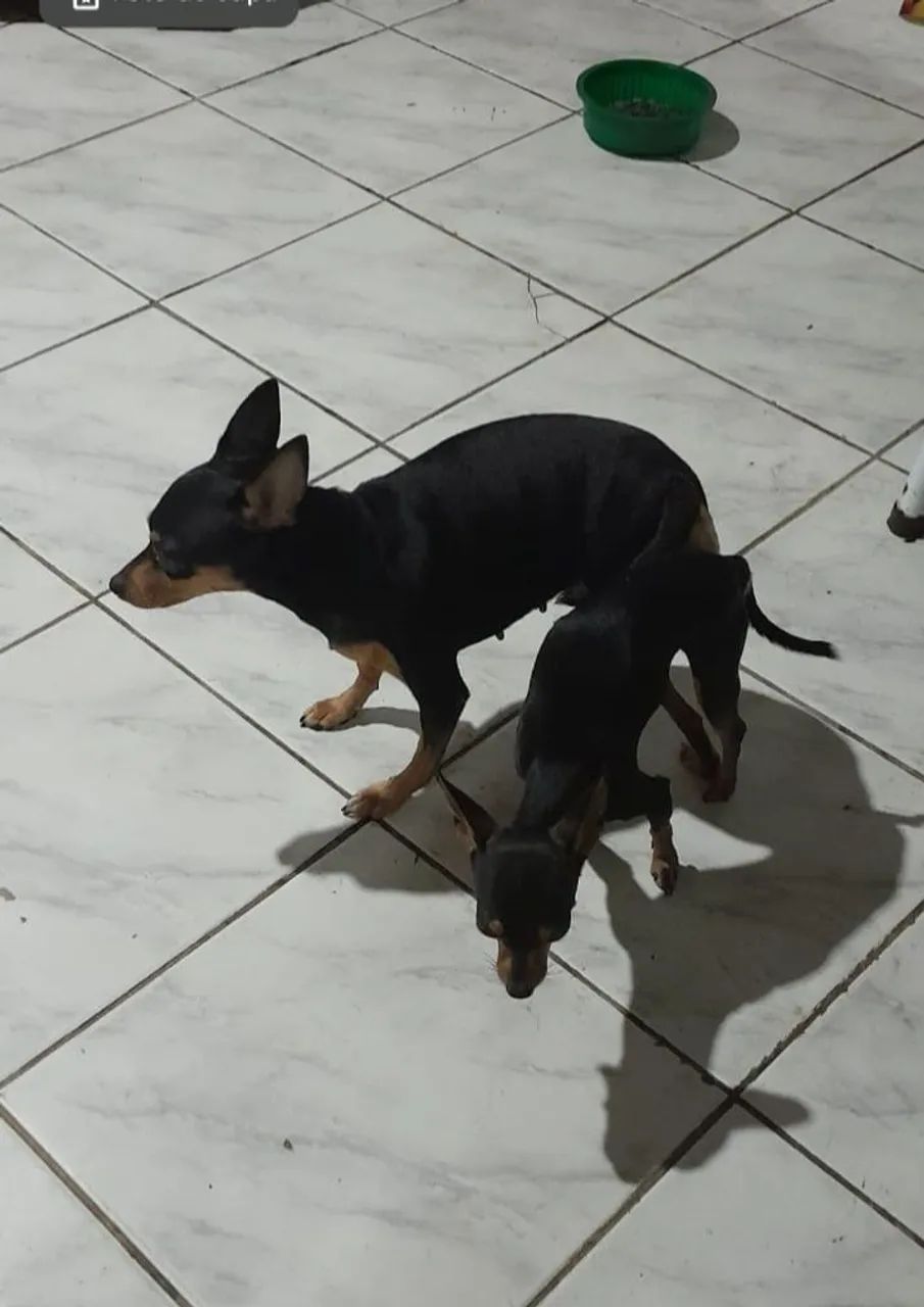 Pinscher 