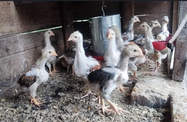 Pintinhos GSB - Galinha Sertaneja Balão - Em Santa Catarina