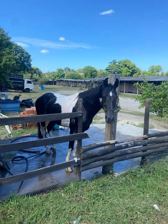 Cavalo pampa de preto 
