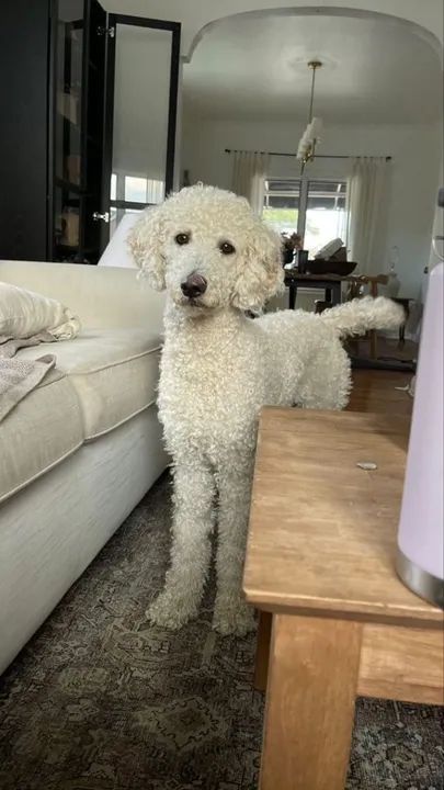 Poddle Gigante Adoráveis Filhotes na Cor Branco