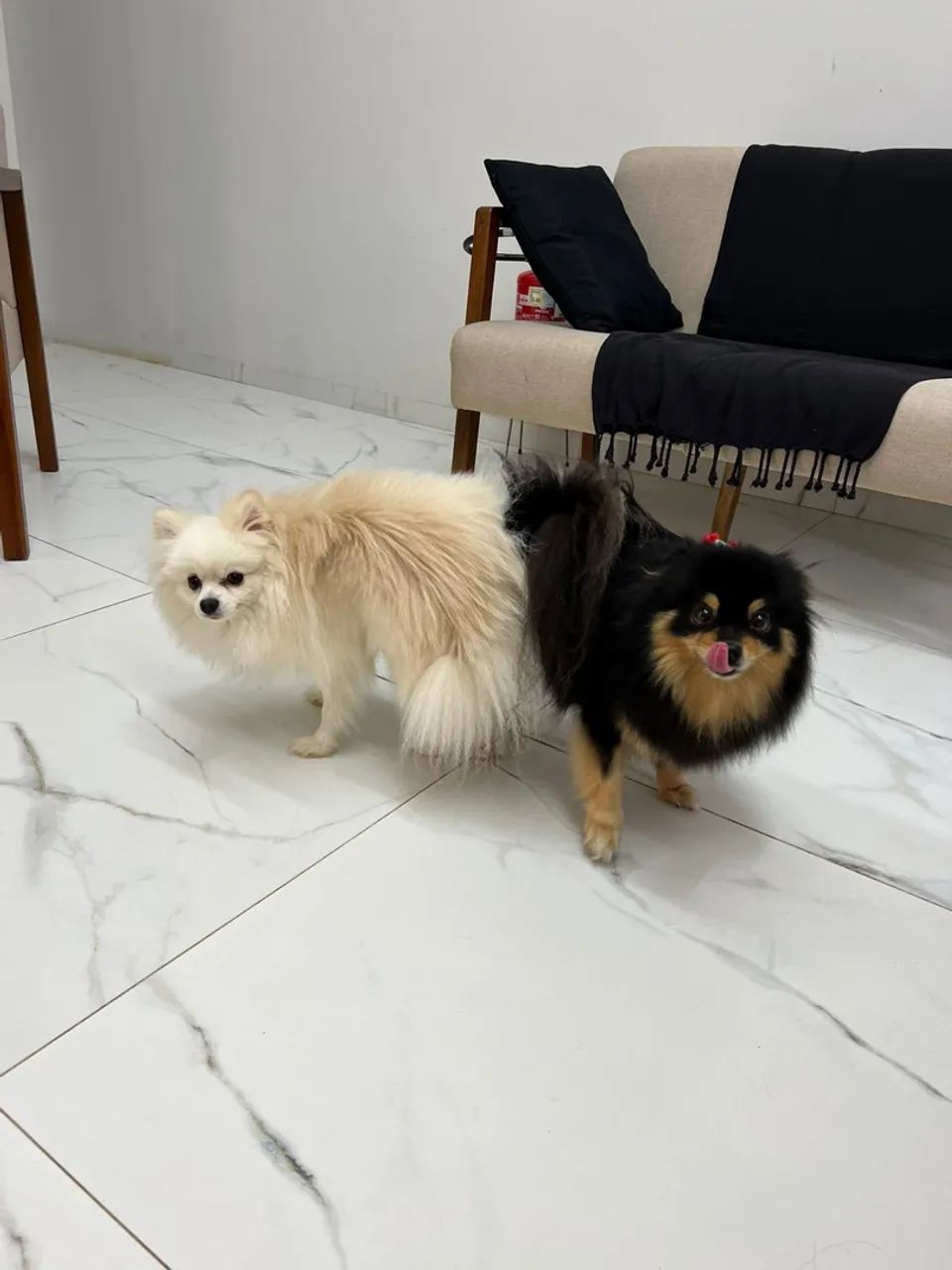 Filhotes fofos de Bulldog Francês disponíveis! - Foto 2