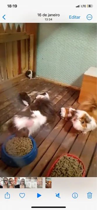 Filhotes de porquinho da Índia a venda - Foto 2