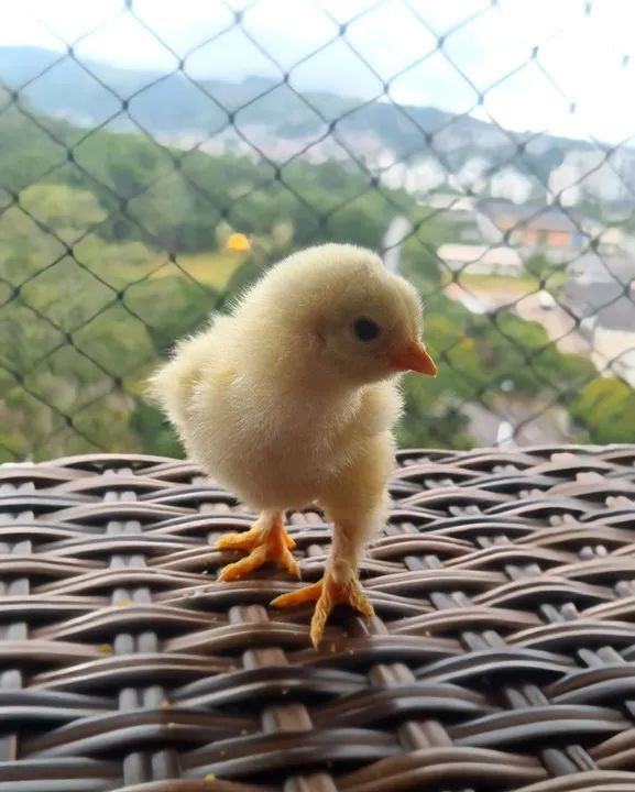 Pintos raça Brahma em POA