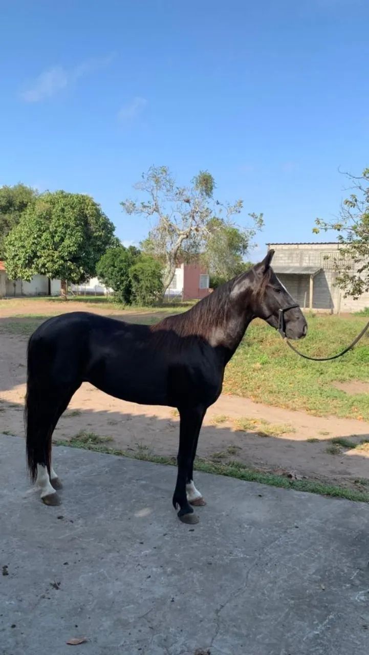 Vendo um lindo potro preto registrado  - Foto 2