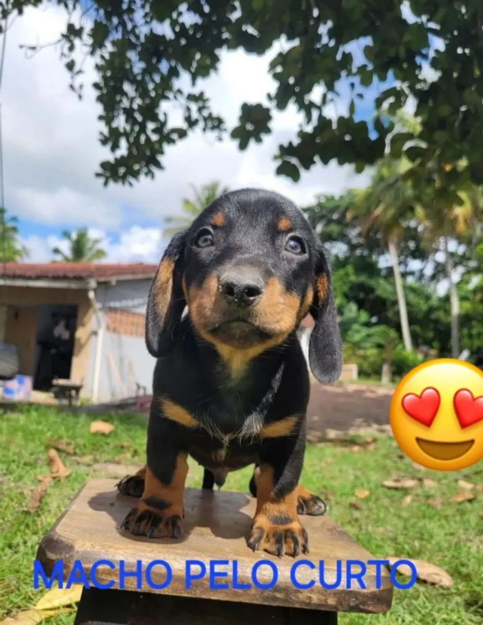 Filhotes de dachshund miniatura famoso salsichinha