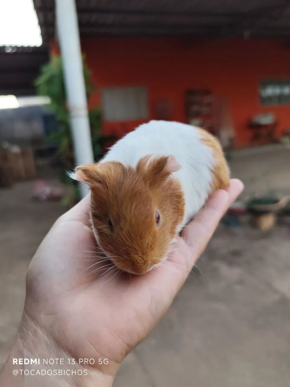  porquinho-da-índia  - Foto 2