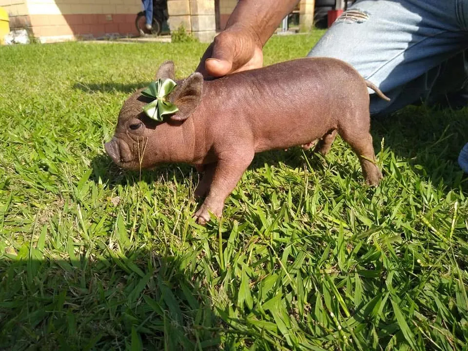 Mini porcos a venda 