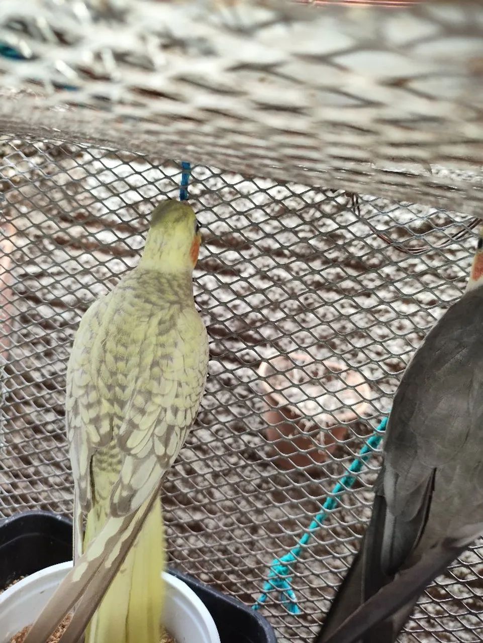 Bebedouros  - Foto 2