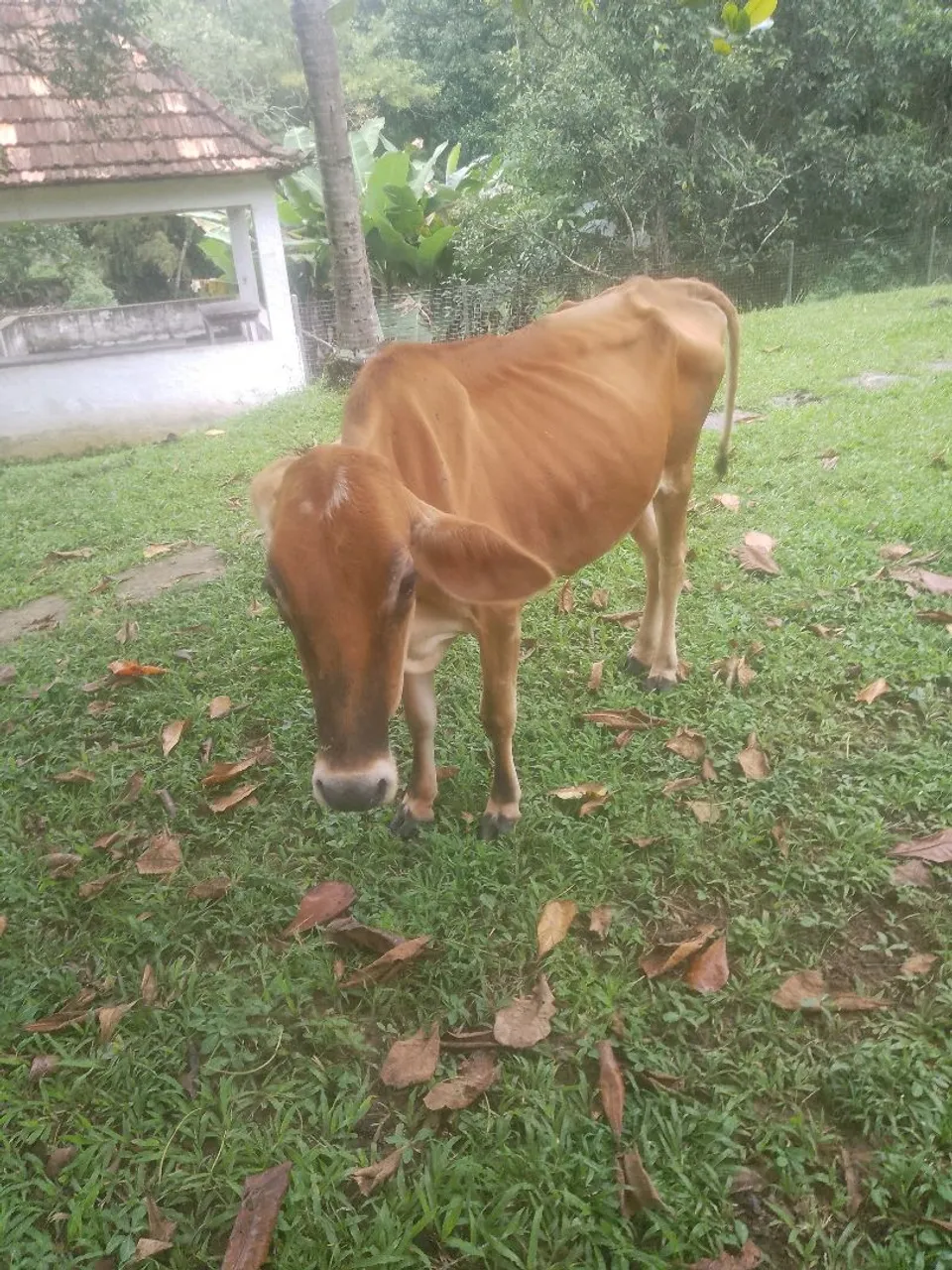 Vaca pra  venda