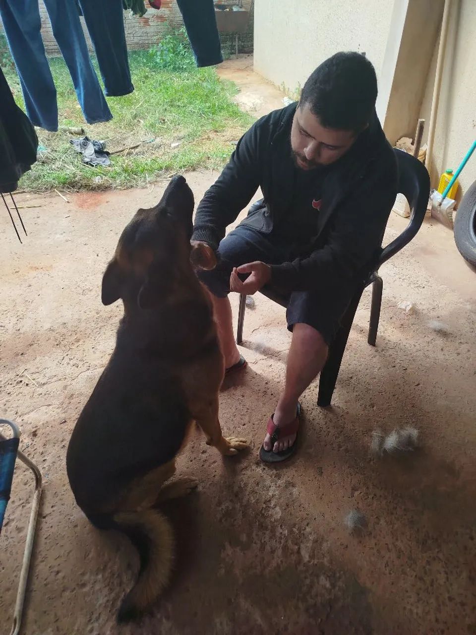 Procura-se filhote de pastor alemão fêmea