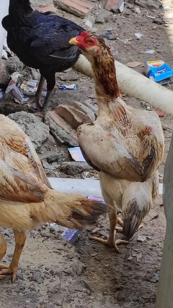 Frangas da raça Mura com 14 meses em torno de 3 kg valor individual r$ 300  - Foto 2