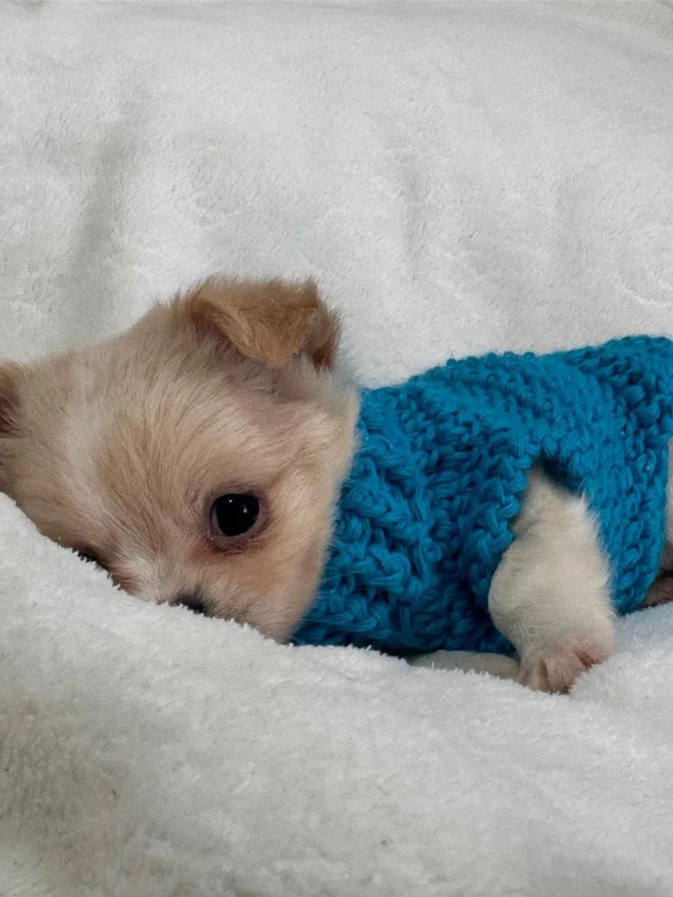 Chihuahua - Seu melhor amigo! - Foto 3