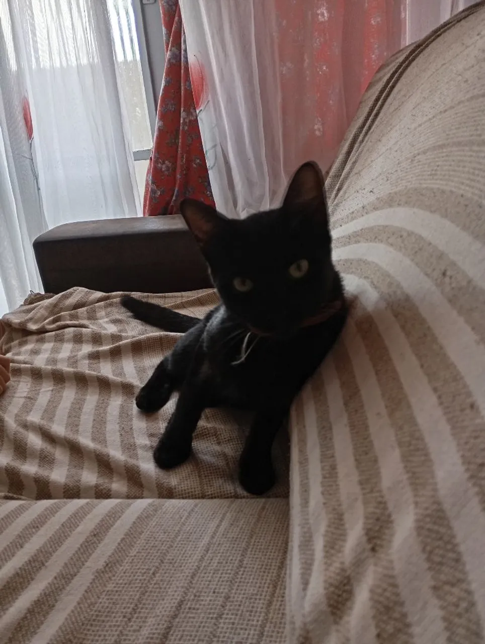 Gatinho preto adorável para adoção