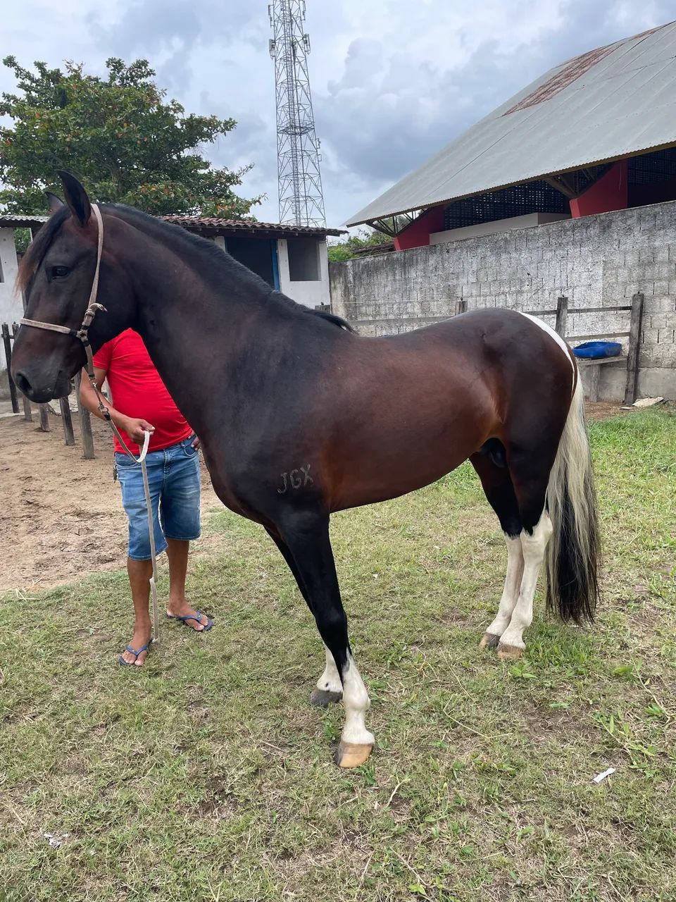 Cavalo mangalarga marchador, registrado! - Foto 2