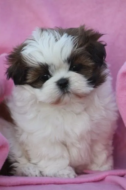 Shih Tzu fêmea charmosa