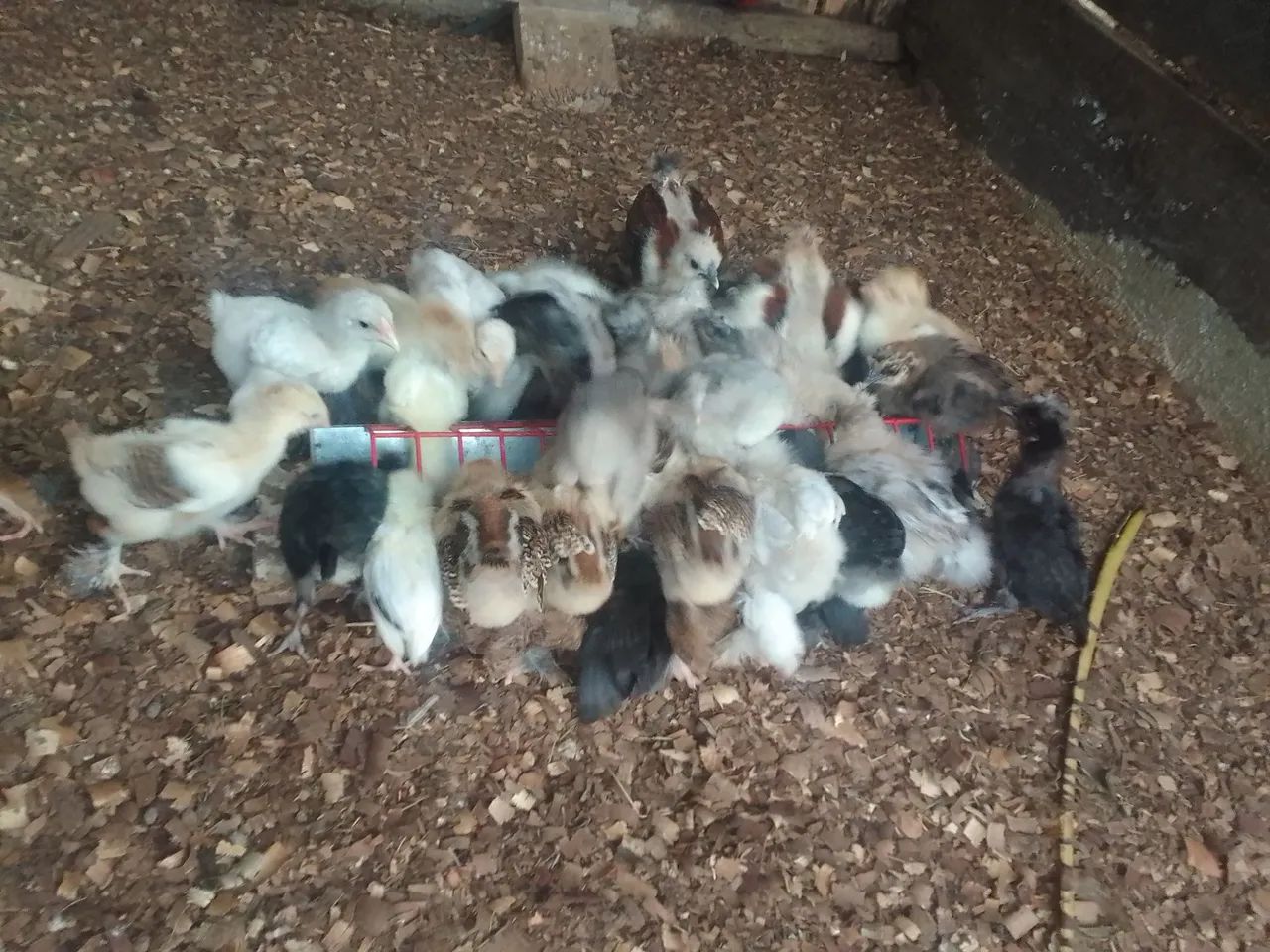 Pintinhos recriados  - Foto 2