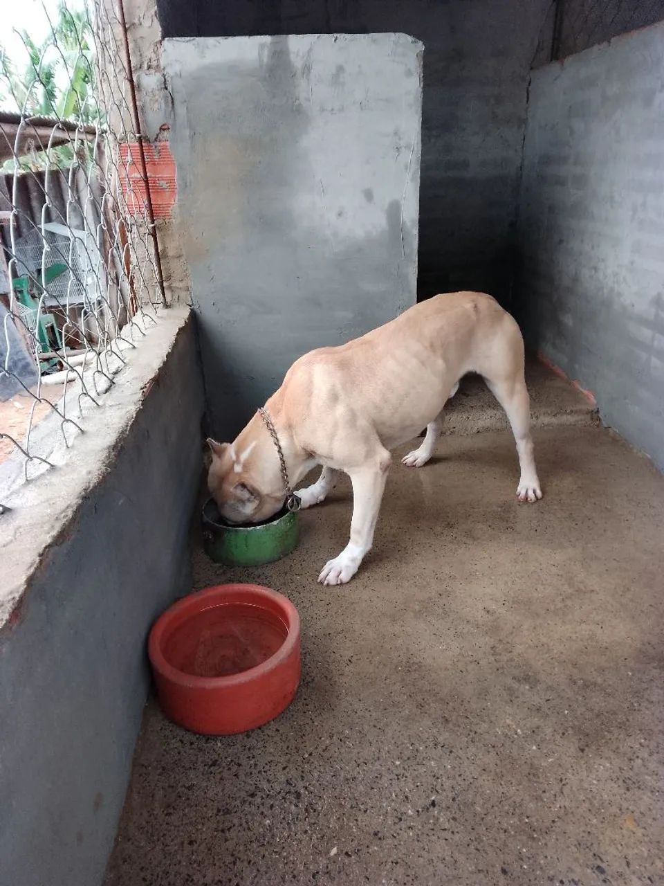 Filhotes De American Pitbull Terrie Disponíveis  - Foto 3