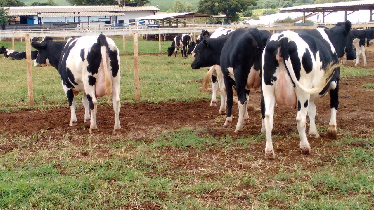 Vacas Girolando 3/4 e 7/8  Leiteiras - Produção de Leite - Foto 6