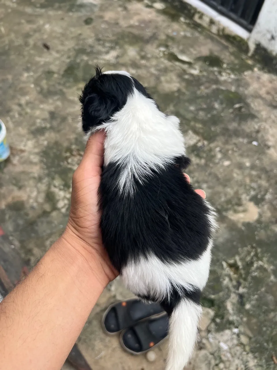 Filhote Shih Tzu - Preto e Branco e Branco com Marron