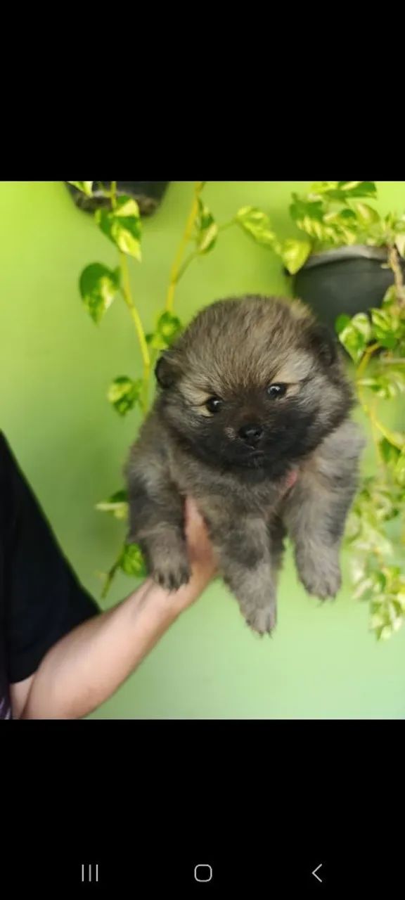 Vendo spitz alemão  - Foto 3