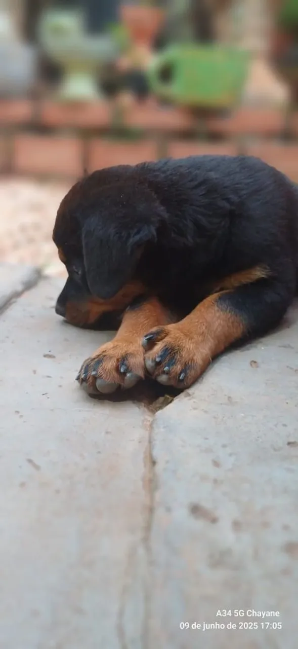 Filhote de Rottweiler