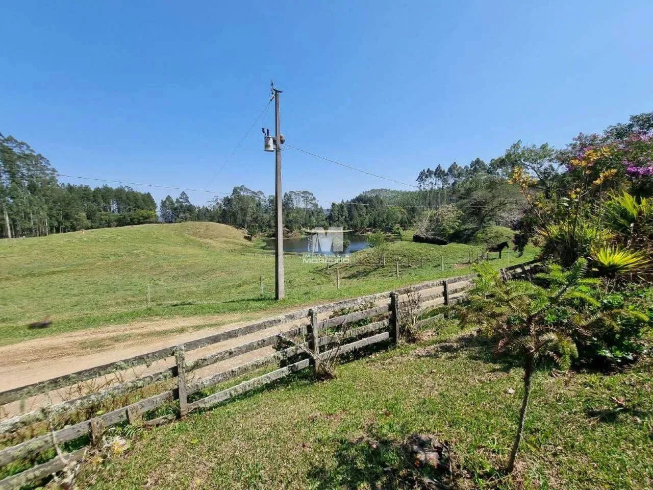 Fazenda com reflorestamento de Pinus e Eucaliptos - Foto 5