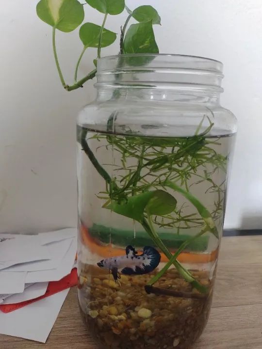 Betta de linhagem Mármore