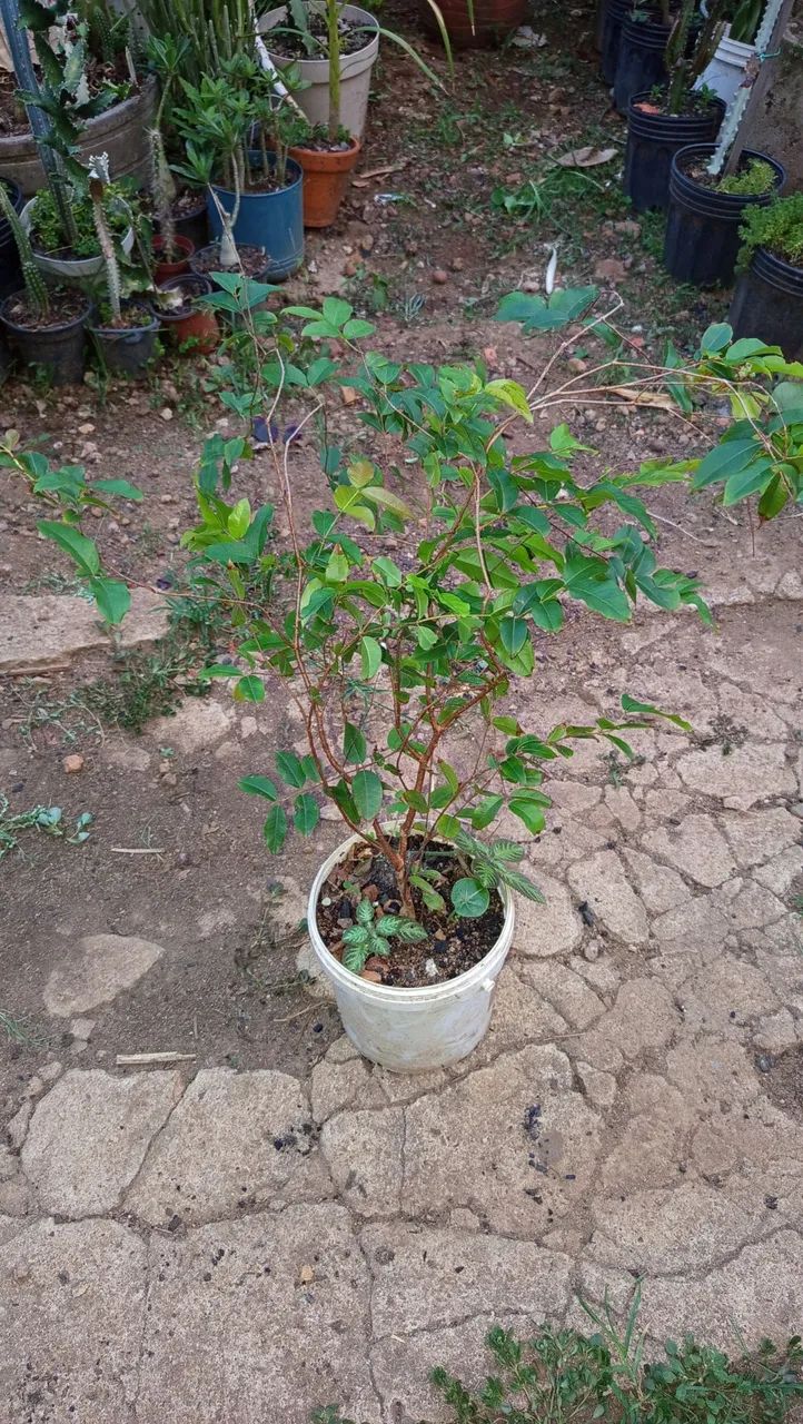 Jabuticaba