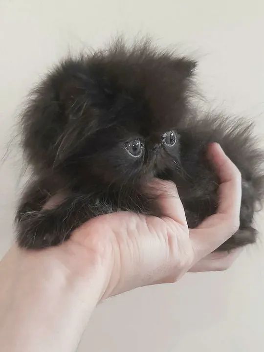 Gatinho Persa Preto Topshow - Adorável (50 Dias) - Foto 2