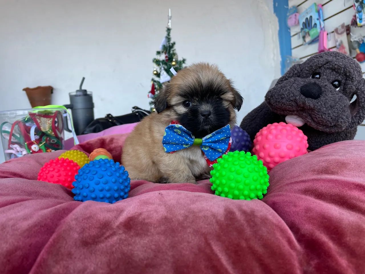Shih  tzu macho dourado mini $980,00