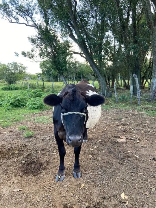 Vaca Jersey com Australiana - Leiteira - Foto 3