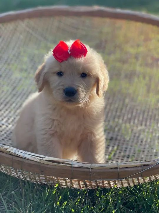 Beleza de sobradinho  - Foto 4