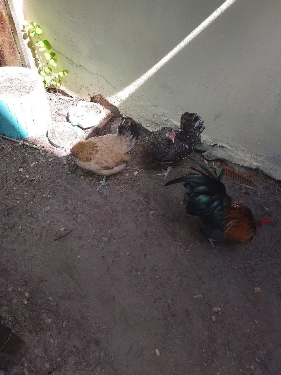 Três galinhas garnizer para venda - Foto 5