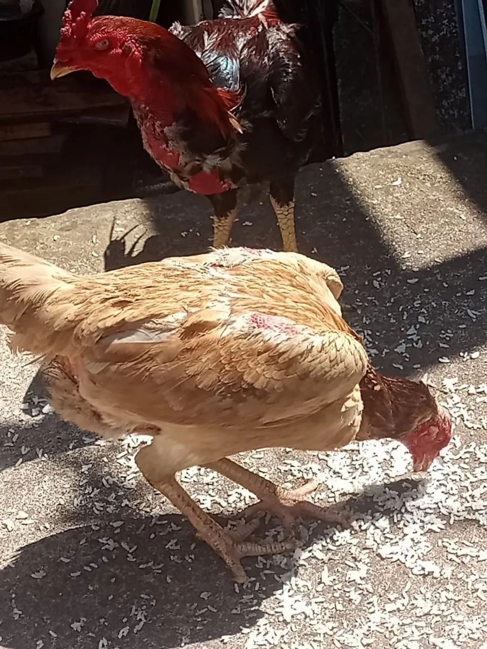 Vendo galinhas  100 reais cada  - Foto 6