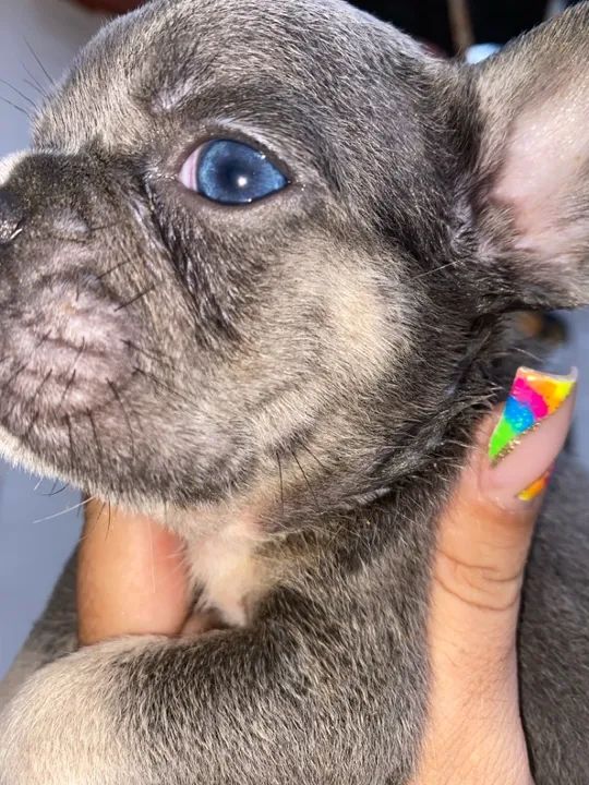 Bulldog francês macho act cartão parcelo 12 x 