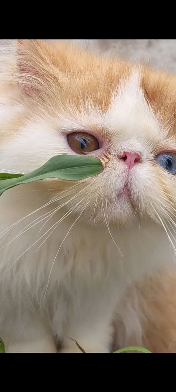 Gato Persa com Olhos Azuis pedigree  - Foto 4