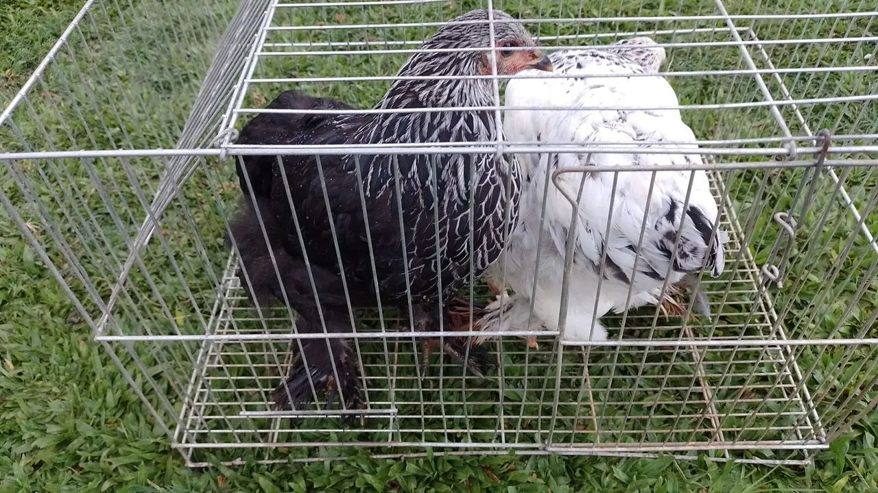 Frangas Brahma  - Foto 4