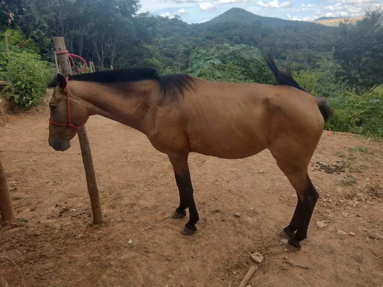 Égua boa de sela  - Foto 4