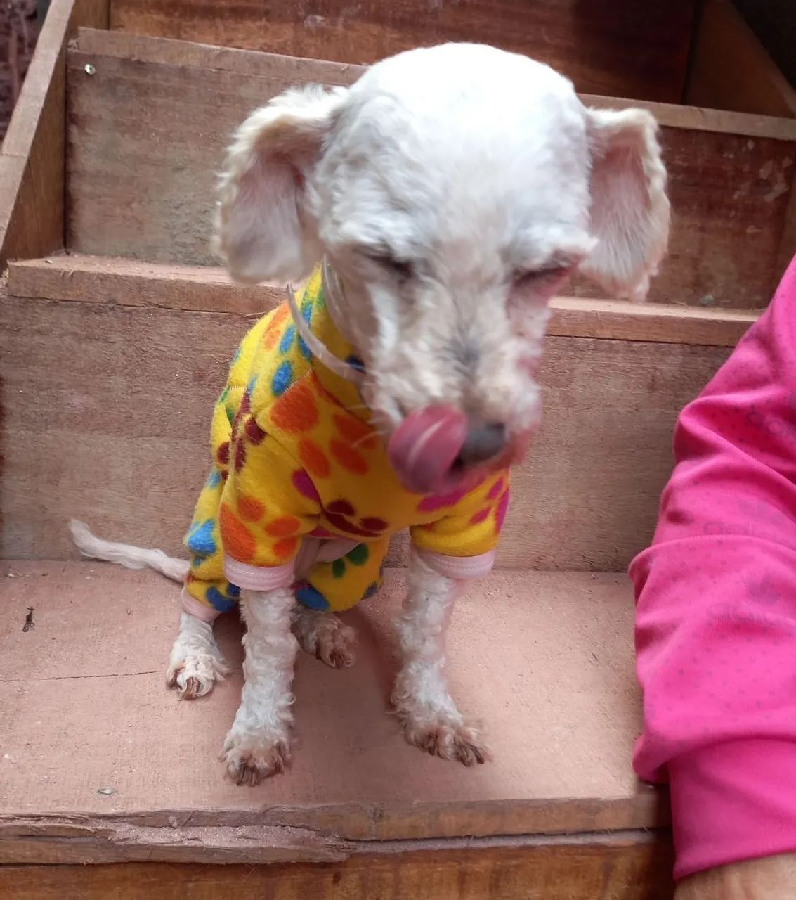 Kit 2 Macacão Pet, roupa Pijama pet de frio para cães - Foto 3