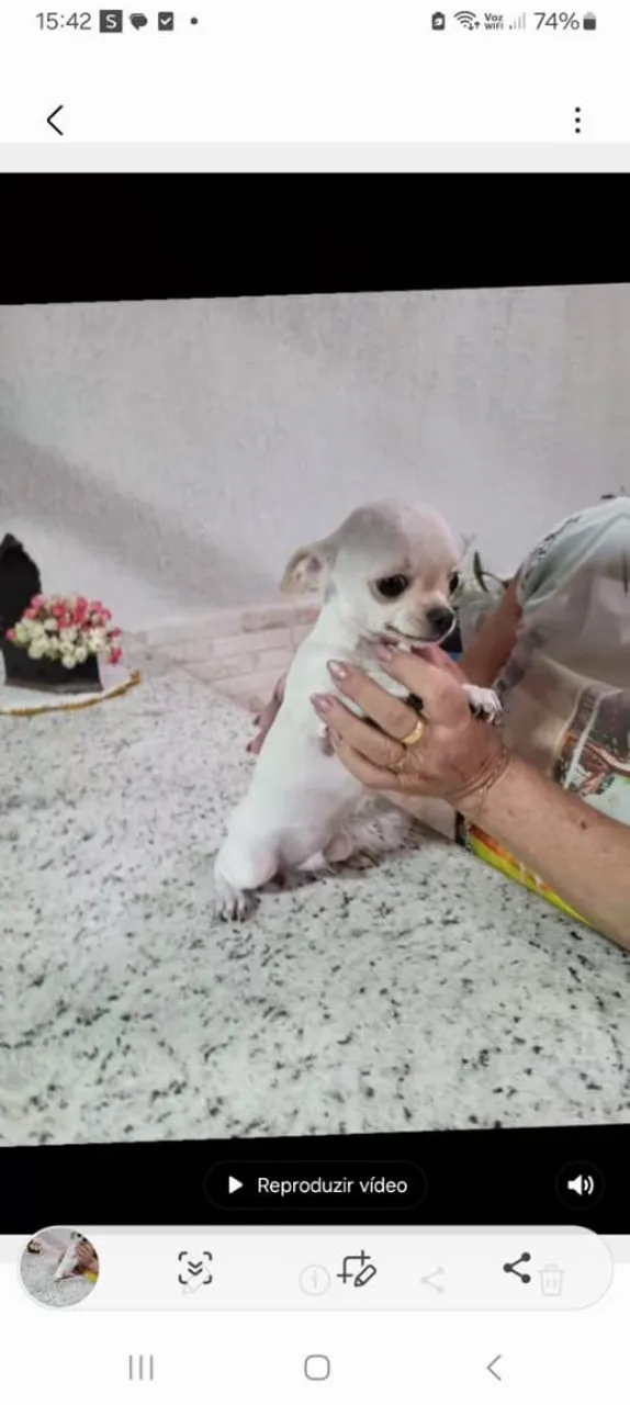 Filhote de Chihuahua disponíveis pra venda